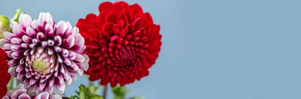 Açık Mavi Arka Planda Güzel Demet Yıldız Çiçekleri Sonbahar Bahçesi — Stok fotoğraf