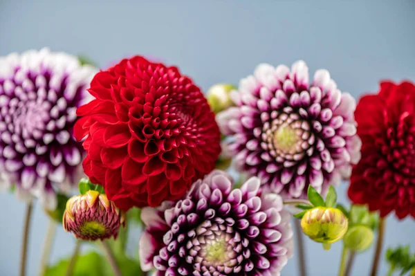 Piękna Wiązanka Kwiatów Dahlii Jasnoniebieskim Tle Jesienne Kwiaty Ogrodowe Zdjęcie Stockowe