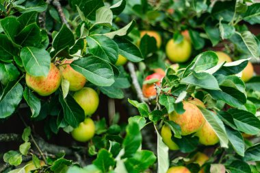 Taze, ev yapımı ve organik elmalar bahçede hasat için hazır, sonbahar hasat mevsimi.