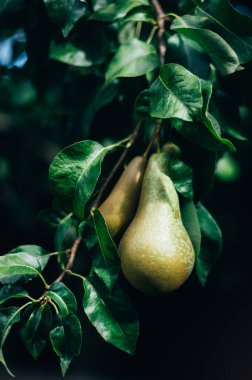 Taze, ev yapımı ve organik armutlar bahçede hasat için hazır, sonbahar hasat mevsimi.