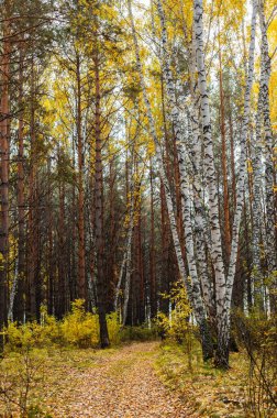 Sarı huş ve çam ağaçları ile sonbahar ormanı