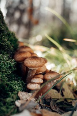 Ballı mantarlar sonbahar aylarında ormanda yetişir.