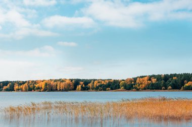 Autumn shores of lake near Ob river, Novosibirsk, Siberia, Russia with picturesque golden forest on opposite shore. Perfect sunny day with clear blue sky clipart