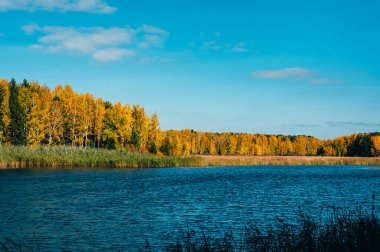 Ob nehri, Novosibirsk, Sibirya, Rusya 'nın sonbahar kıyıları karşı kıyısında pitoresk altın ormanlara sahiptir. Açık mavi gökyüzü ile mükemmel güneşli bir gün