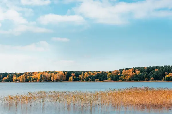 Autumn shores of lake near Ob river, Novosibirsk, Siberia, Russia with picturesque golden forest on opposite shore. Perfect sunny day with clear blue sky