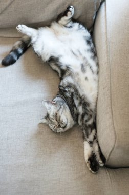 Şirin gri İngiliz kısa hava kedisi. Büyük sarı gözlü. Kanepede komik bir şekilde uyuyor.