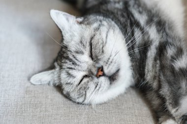 Şirin gri İngiliz kısa hava kedisi. Büyük sarı gözlü. Kanepede komik bir şekilde uyuyor.