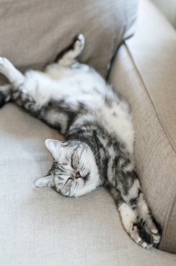 Şirin gri İngiliz kısa hava kedisi. Büyük sarı gözlü. Kanepede komik bir şekilde uyuyor.