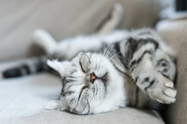 Şirin gri İngiliz kısa hava kedisi. Büyük sarı gözlü. Kanepede komik bir şekilde uyuyor.