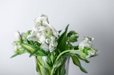 Beyaz arkaplanda Beyaz Papağan Tarzı laleler, bahar tatili konsepti, sanat arkaplanı