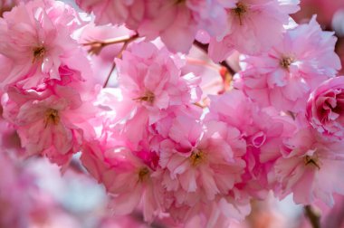 Güzel pembe Sakura çiçekleri, kiraz çiçekleri ilkbaharda mavi gökyüzüne karşı.