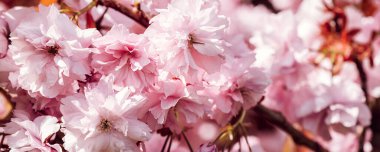 Güzel pembe Sakura çiçekleri, kiraz çiçekleri ilkbaharda mavi gökyüzüne karşı.