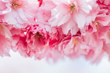 Güzel pembe Sakura çiçekleri, kiraz çiçekleri ilkbaharda mavi gökyüzüne karşı.