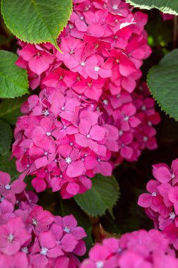 Bahçedeki pembe ortanca çiçekleri