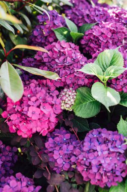 Bahçedeki pembe ortanca çiçekleri