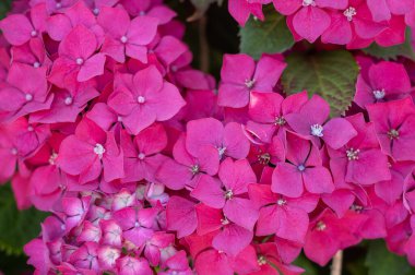 Bahçedeki pembe ortanca çiçekleri