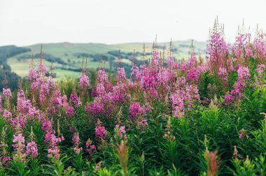 Teggs Burnu, Ridgegate Reservoir, Trentabank Reservoir Circular, Peak District National Park, İngiltere