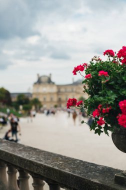 Lüksemburg bahçesindeki yaz çiçeklerine odaklan. Paris, Fransa. Bulanık arkaplan
