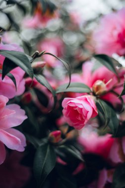 Güzel Pembe Evergreen Kamelya Ağacı ve Blooming Flowers İngiltere 'nin İngiliz Bahçesi' nde bahar zamanı. Bahar çiçeği arkaplanı