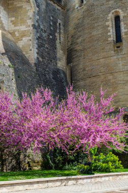 Fransa 'nın Loire Vadisi' nin İndre-et-Loire bölgesinde yer alan Amboise köyündeki Amboise Kraliyet Şatosu 'nun duvarları ve çiçek açan ağaçlar.