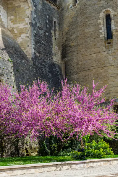 Fransa 'nın Loire Vadisi' nin İndre-et-Loire bölgesinde yer alan Amboise köyündeki Amboise Kraliyet Şatosu 'nun duvarları ve çiçek açan ağaçlar.