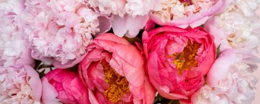 Pembe arka planda bir demet pembe şakayık. Kart kavramı, pastel renkler, resmi kapat, pankart boyutu