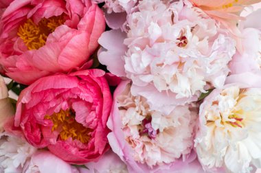 Pembe arka planda bir demet pembe şakayık. Kart kavramı, pastel renkler, resmi kapat