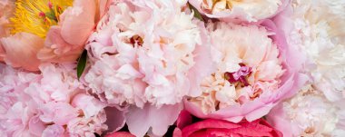 Pembe arka planda bir demet pembe şakayık. Kart kavramı, pastel renkler, resmi kapat, pankart boyutu