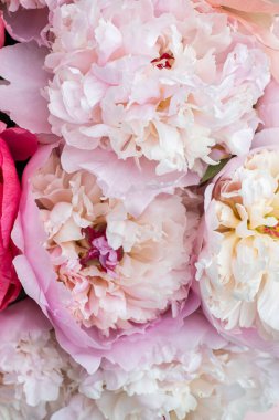 Pembe arka planda bir demet pembe şakayık. Kart kavramı, pastel renkler, resmi kapat