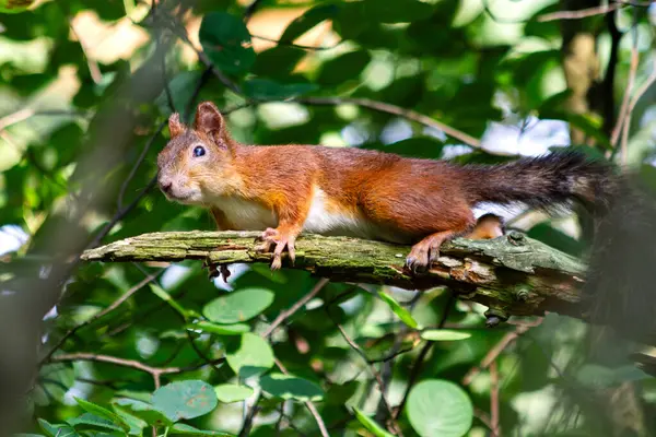 Dalda oturan Meraklı Kırmızı Sincap
