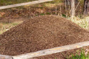 Close-up of a big anthill in the forest clipart