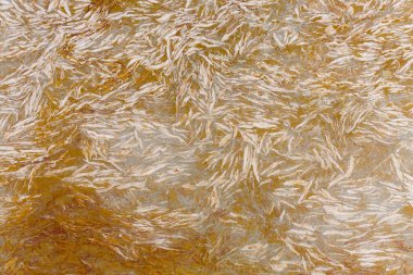 Breccia dorata - natural matte marble stone texture. Detail slab photo. luxury beige Italian material, pattern for perfect exterior, home design decoration, cool interior projects, 3d floor tiles