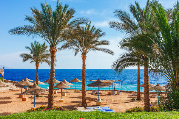 Sunny resort beach with palm tree at the coast of Red Sea in Sharm el Sheikh, Sinai, Egypt, Asia in summer hot. Яркий солнечный свет
