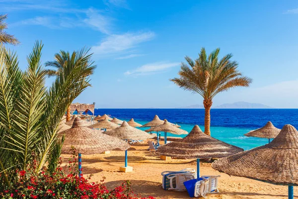 Sunny Resort Beach Palm Tree Coast Red Sea Sharm Sheikh — стоковое фото