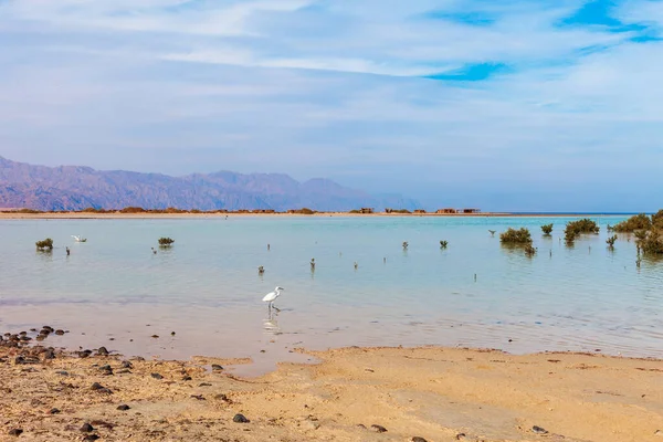 モハメド国立公園の紅海沿岸とマングローブ 砂漠で有名な旅行先 エジプト シナイ半島の魅力的なエル シェイク — ストック写真