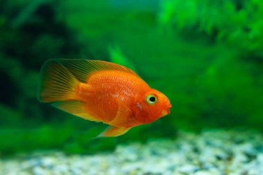 Akvaryum bitki yeşil arka plan Kırmızı Kan Papağan Cichlid. Goldfish, komik turuncu renkli balık - hobi kavramı