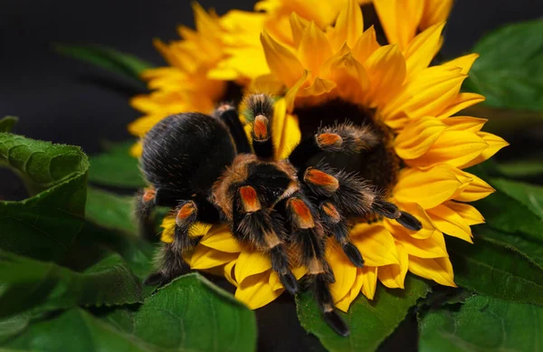 Bright Huge Birdeater Tarantula Spider Brachypelma Smithi Colorful Sunflowers Large — Stock Photo, Image