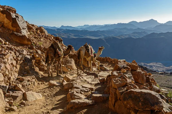 埃及西奈半岛摩西山上山路上的骆驼 — 图库照片