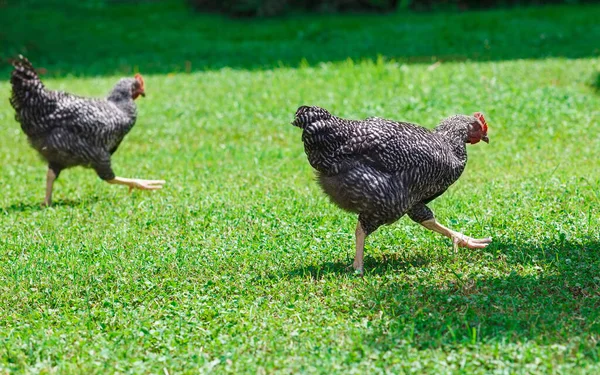 Dwa Duże Kurczaki Zielonej Trawie Słoneczny Letni Dzień — Zdjęcie stockowe