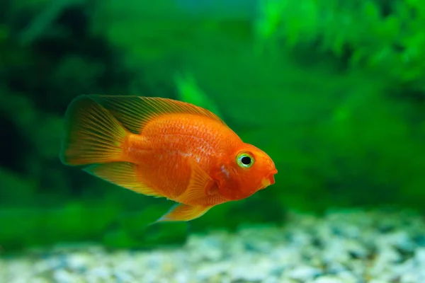 수족관 배경에 앵무새 Cichlid 금붕어 오렌지 다채로운 물고기 — 스톡 사진