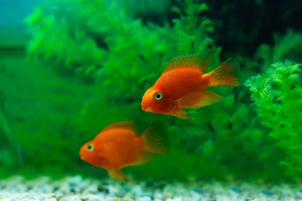 红血鹦鹉奇利德在水族馆植物绿色背景 搞笑橙色五颜六色的鱼 爱好概念 — 图库照片