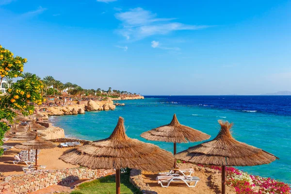 Sunny Resort Beach Palm Tree Coast Shore Red Sea Sharm — Stock Photo, Image