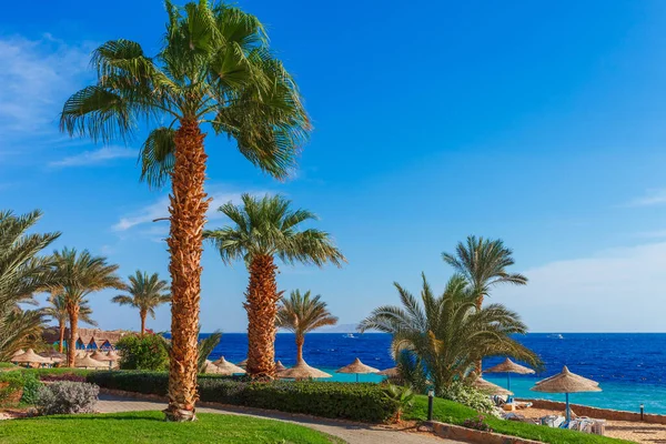 Praia Resort Ensolarado Com Palmeira Costa Mar Vermelho Sharm Sheikh — Fotografia de Stock