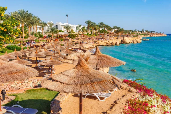 Sunny Resort Beach Palm Tree Coast Shore Red Sea Sharm — Stock Photo, Image