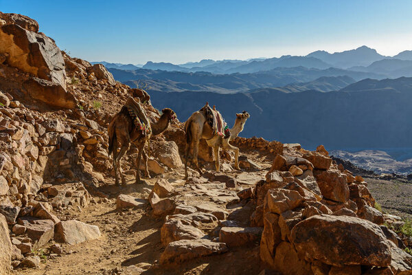 Camels on mountain trail on Moses mountain, Sinai Egypt