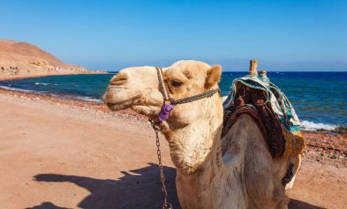 Yaz sıcağında Dahab, Sina, Mısır ve Asya 'da Kızıl Deniz kıyısında bir deve. Sharm el Sheikh yakınlarında ünlü bir turizm merkezi. Parlak güneşli ışık