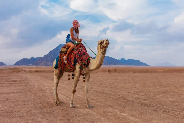 Туристическая Женщина Традиционной Арабской Одежде Верблюдом Пустыне Синай Шарм Эль — стоковое фото