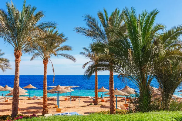 stock image Sunny resort beach with palm tree at the coast shore of Red Sea in Sharm el Sheikh, Sinai, Egypt, Asia in summer hot. Bright sunny light