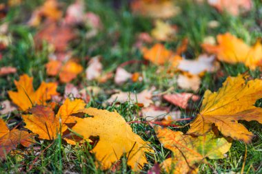 Altın ve kırmızı sonbahar yaprakları toprağı kaplar. Düşen sonbahar yapraklarının renkli arkaplan resmi. Canlı yaprakların doğadaki soyut görüntüsü.