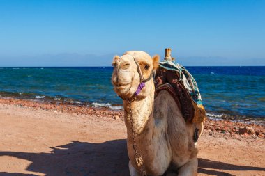 Yaz sıcağında Dahab, Sina, Mısır ve Asya 'da Kızıl Deniz kıyısında bir deve. Sharm el Sheikh yakınlarında ünlü bir turizm merkezi. Parlak güneşli ışık